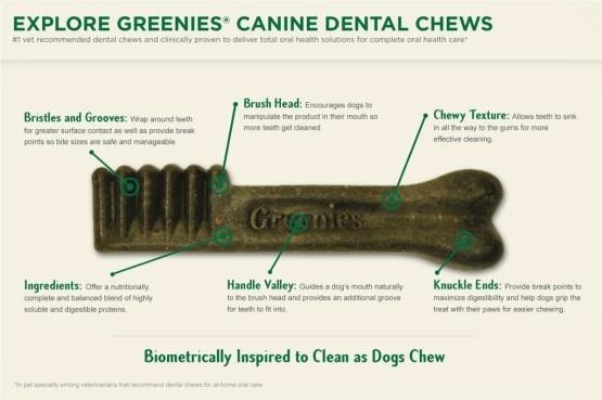 pet dental health